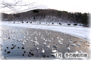 1月　冬の高松の池