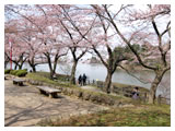 桜の美しい遊歩道（4月）